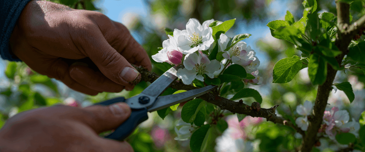 A close-up of a gardener's hands using pruning shears to carefully trim a blossoming fruit tree branch, a key step in the year-round Geofos agricultural care program.